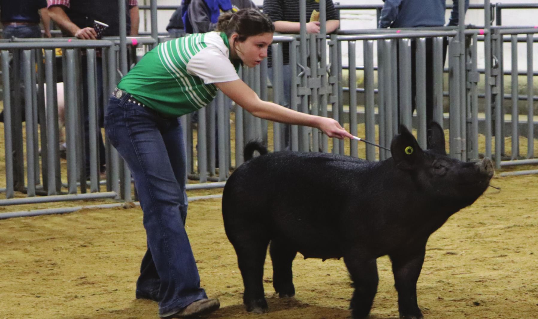 Kaitlyn Bryant leads her dark crossbred gilt across the arena during the Custer County Junior Livestock Show last week. Leanna Cook/WDN