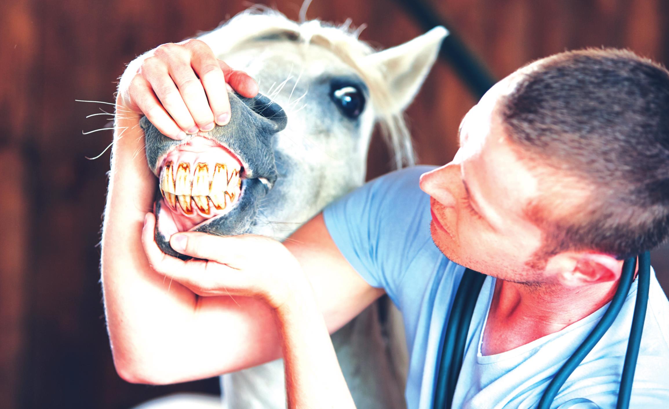 Straight From The Horse's Mouth: Equine Dental Care | Weatherford Daily News