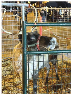 The Weatherford Daily News and Heartland Car Cruise Hometown Christmas event Tuesday had live reindeer, including Rose, who is Rudolph’s sister. Tyler Bryson/WDN