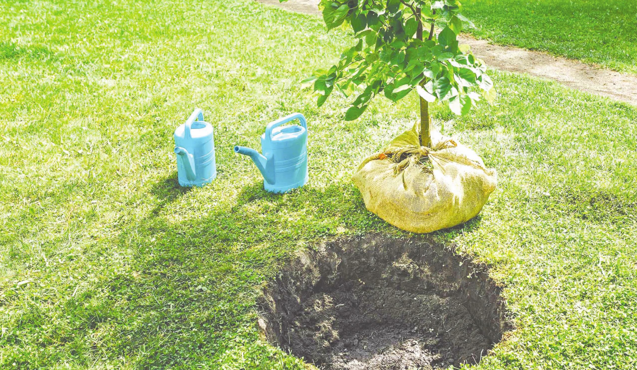 In order to give the tree or shrub the best chance at survival, proper planting is a must. Dig a hole at least two times wider, but not deeper than the root ball. Provided