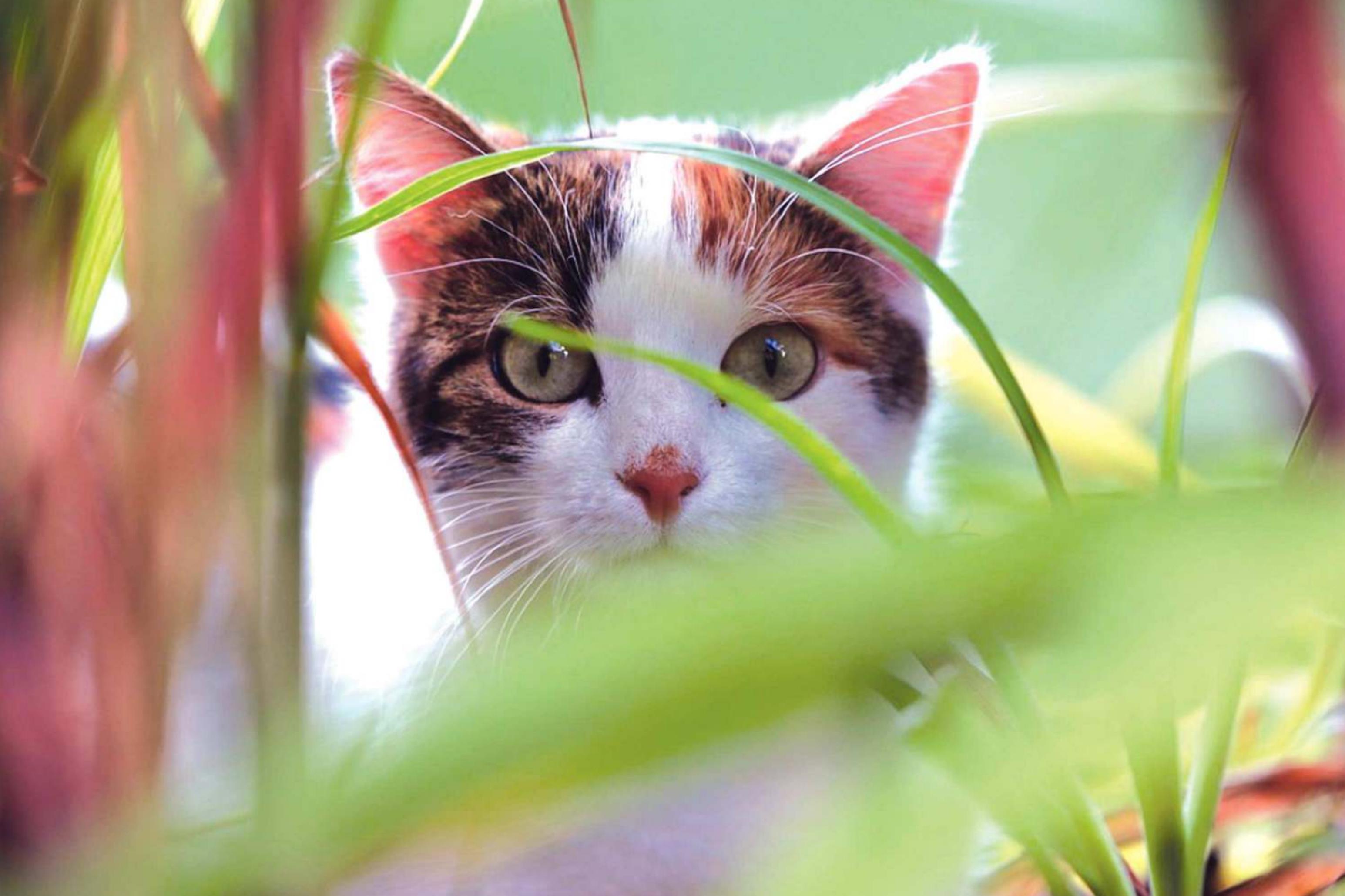 Cats may seek out grass as a source of fiber which can act as a mild laxative, trigger vomitting or serve as a mild pain reliever. If a cat seems to eat the grasses voraciously, owners may need to consult with a veterinarian to determine if the cat’s nutritional needs are being met.