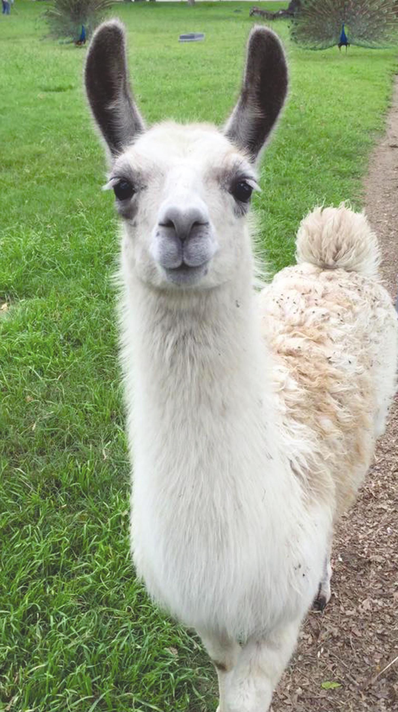 Potential owners who are considering adopting a llama or alpaca should take into account the important care these animals require, including vaccinations and routine dental care, as they are prone to tooth abscesses and require trims for overgrown incisors. Provided