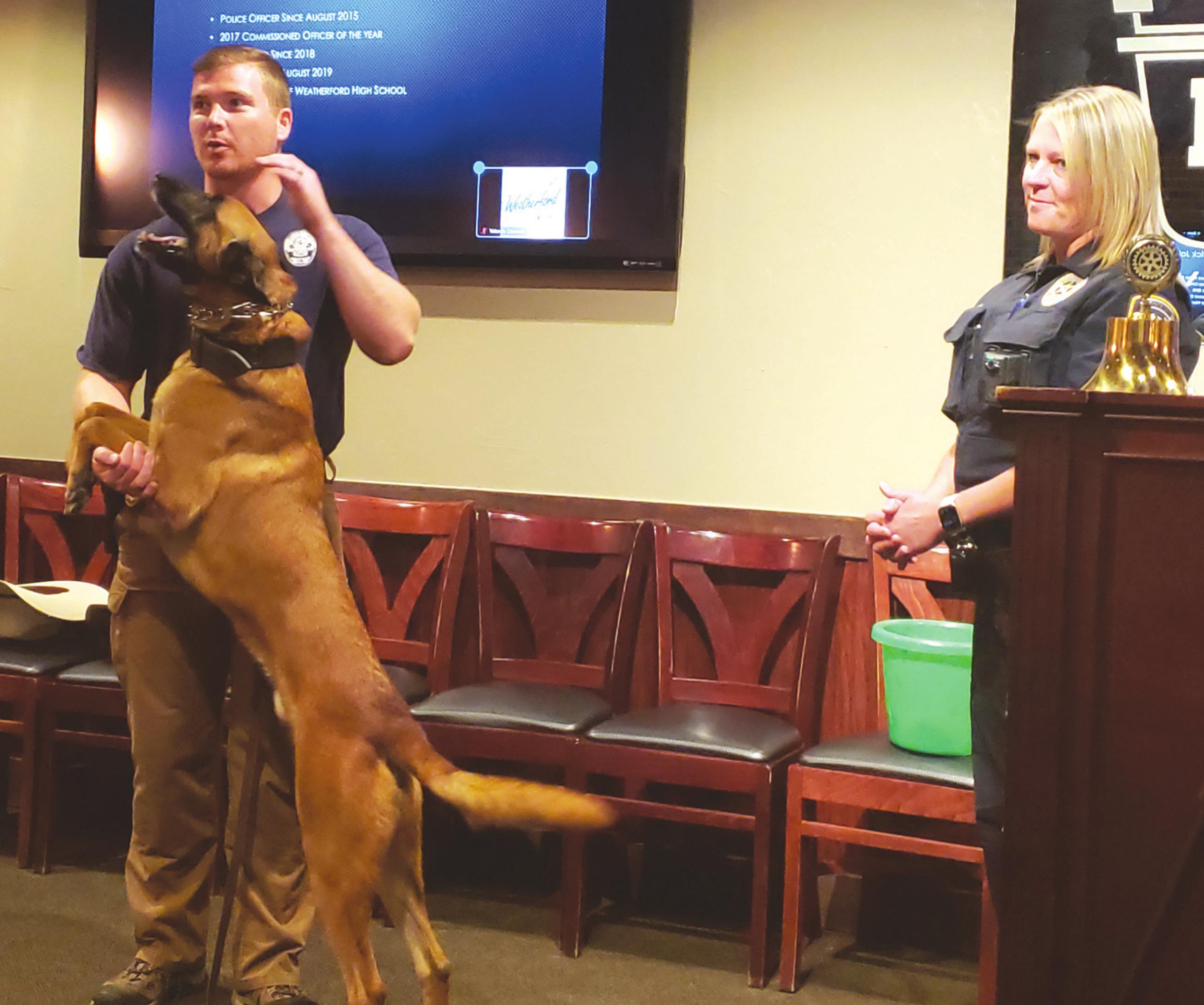 Sgt. Kendrick Johnson and Lt. Laura Cox visit the Weatherford Rotary Club Wednesday with PSD Falco, who is handled by Johnson. Provided