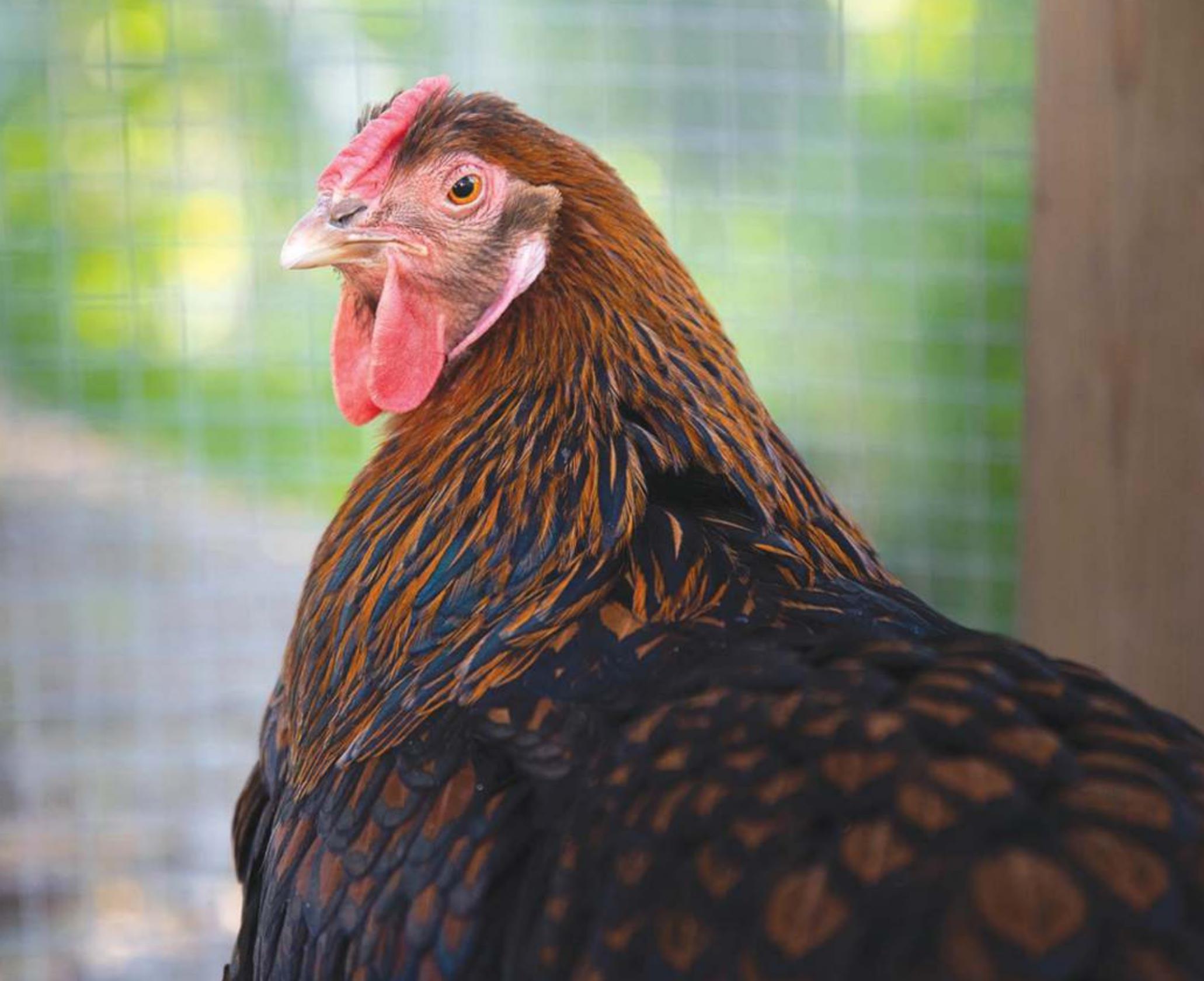 Backyard chickens: a compre-hen-sive guide
