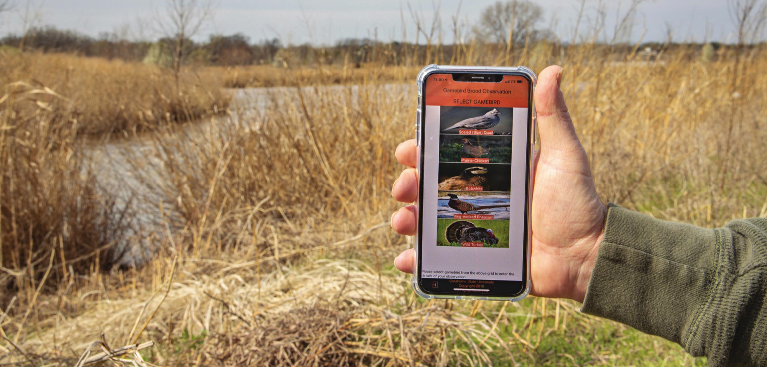 A smartphone app developed at Oklahoma State University helps the Oklahoma Department of Wildlife Conservation provide the public with more accurate hunting forecasts. Todd Johnson/Agricultural Communications Services