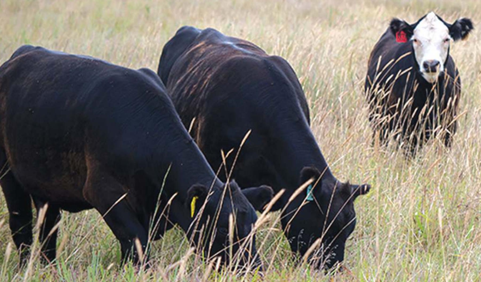 Nutritional requiremnets for beef cattle experience a slgith shift between seasons according to Oklahoma State University Extension specialists. Provided