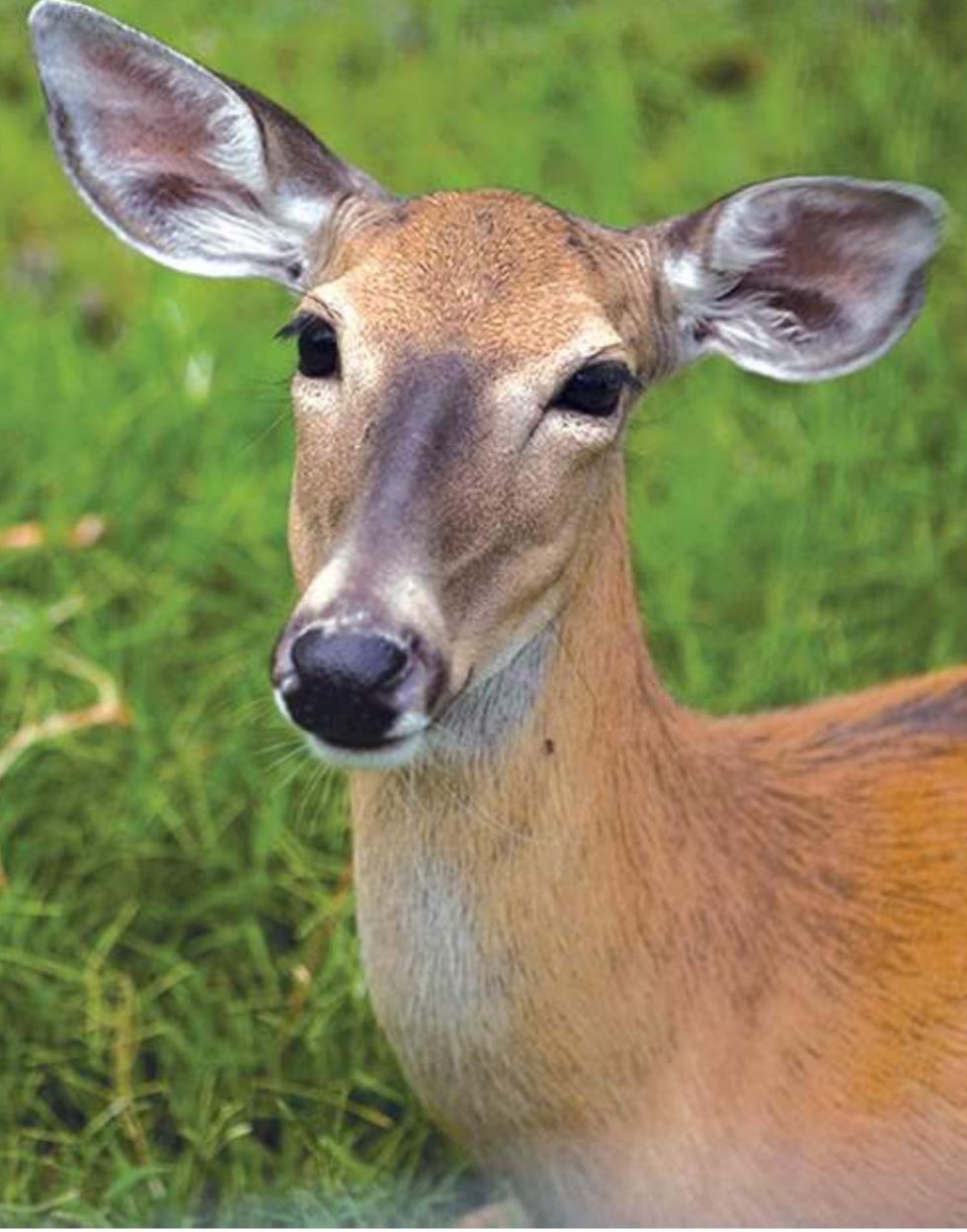 Provided Oklahoma wildlife is going crazy for acorns, which is great news for deer hunters