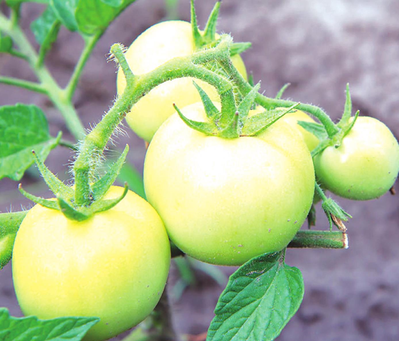Gardeners still can enjoy the taste of fresh tomatoes after the frost by ripening their larger green tomatoes indoors. The rest can be used for pickled green tomatoes or green tomato chutney. Provided
