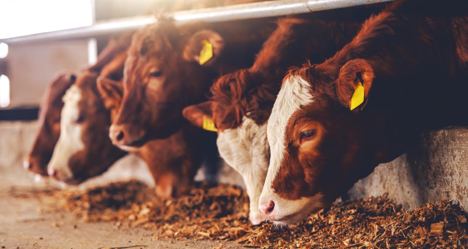 Cattle prices in the United States have been dropping but the cost of meat continues to rise. Local farmer Lawrence Sawatzky said the problem has to do with a lack of small, local meat processing companies in the marketplace. Provided