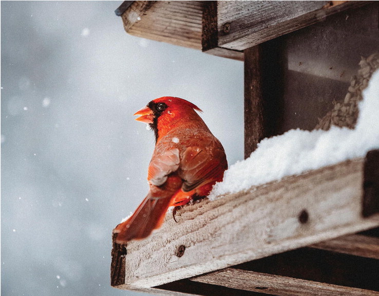 Gardeners can help birds in the winter landscape by providing food, water and shelter. Provided