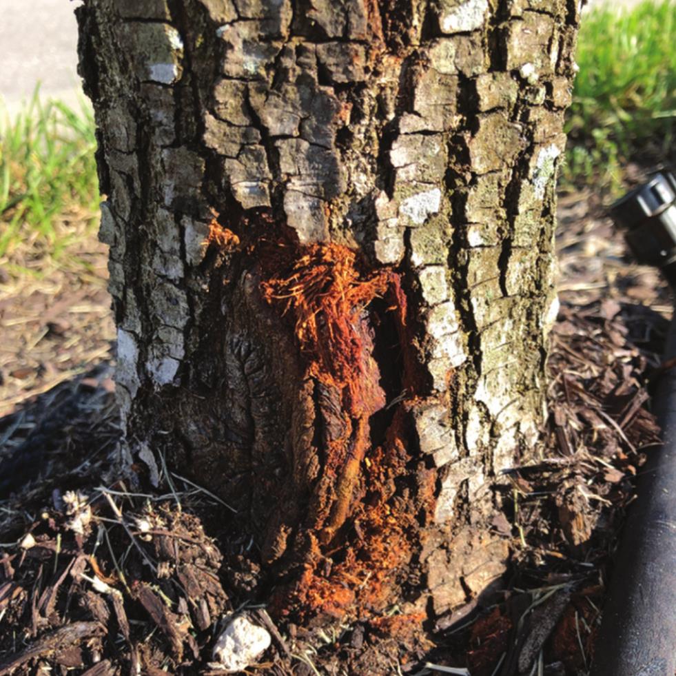 It is important to be careful when mowing and weed trimming around the trunks of trees. Mechanical injury to the bark can cause irreparable damage.Provided