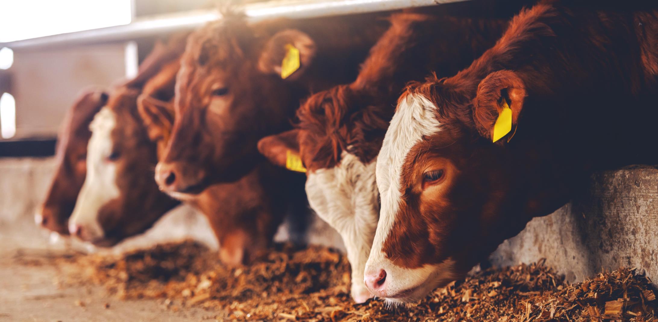 Provided Cattle prices in the United States have been dropping but the cost of meat continues to rise. Local farmer Lawrence Sawatzky said the problem has to do with a lack of small, local meat processing companies in the marketplace.